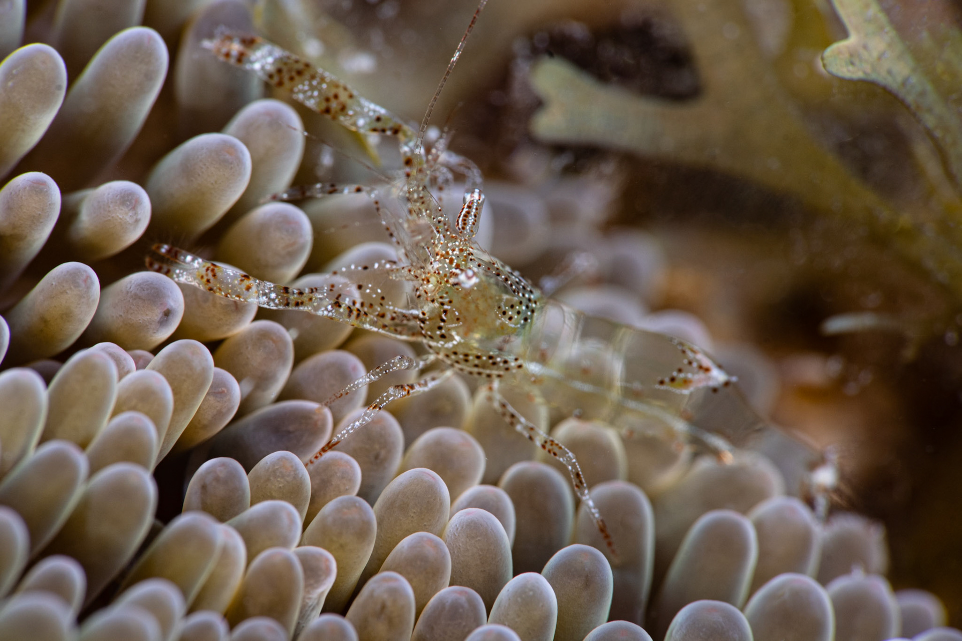 Shrimp on anemone
