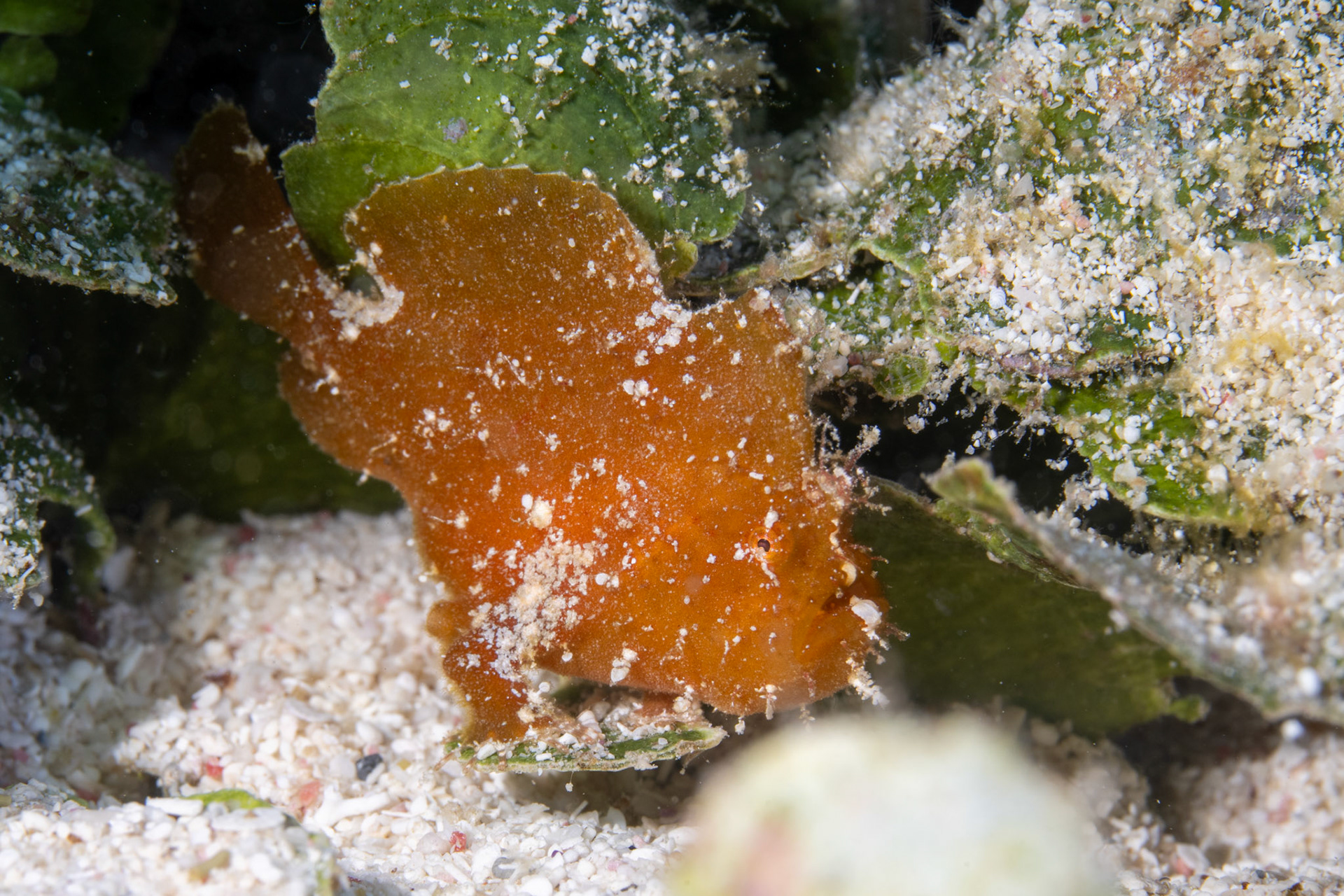 Frogfish