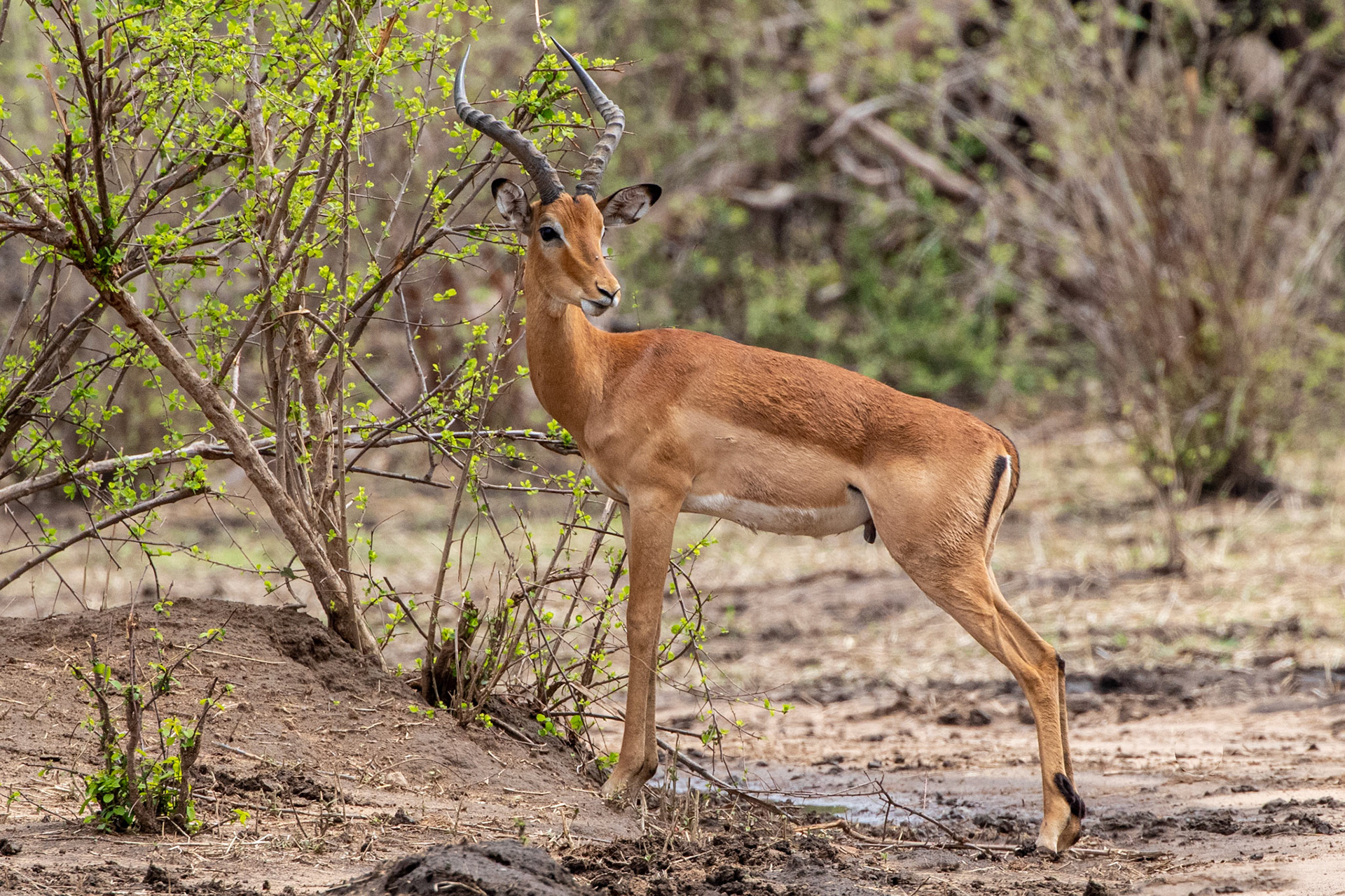 Impala