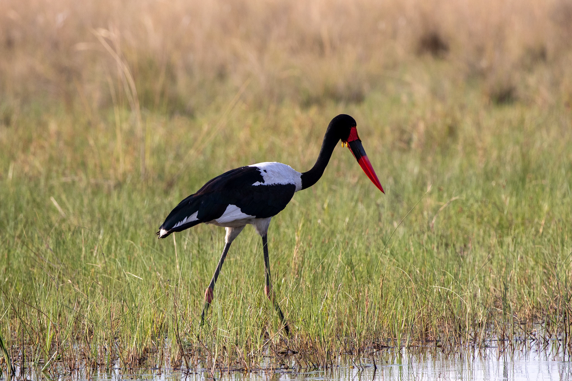 Saddle Billed Stork
