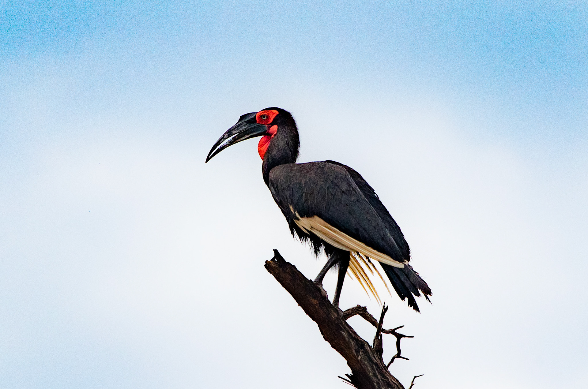 Hornbill