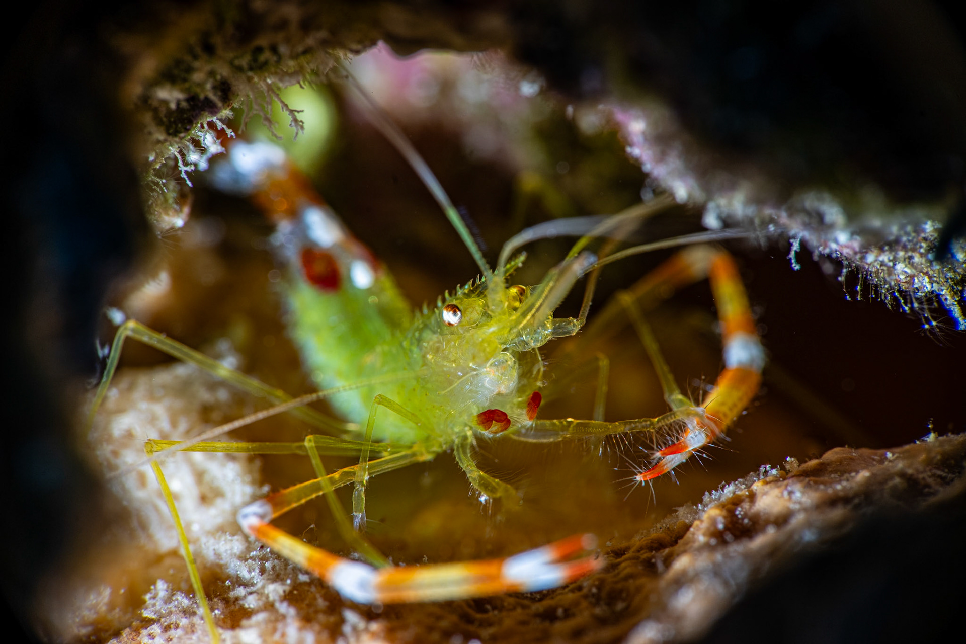 Yellow banded shrimp