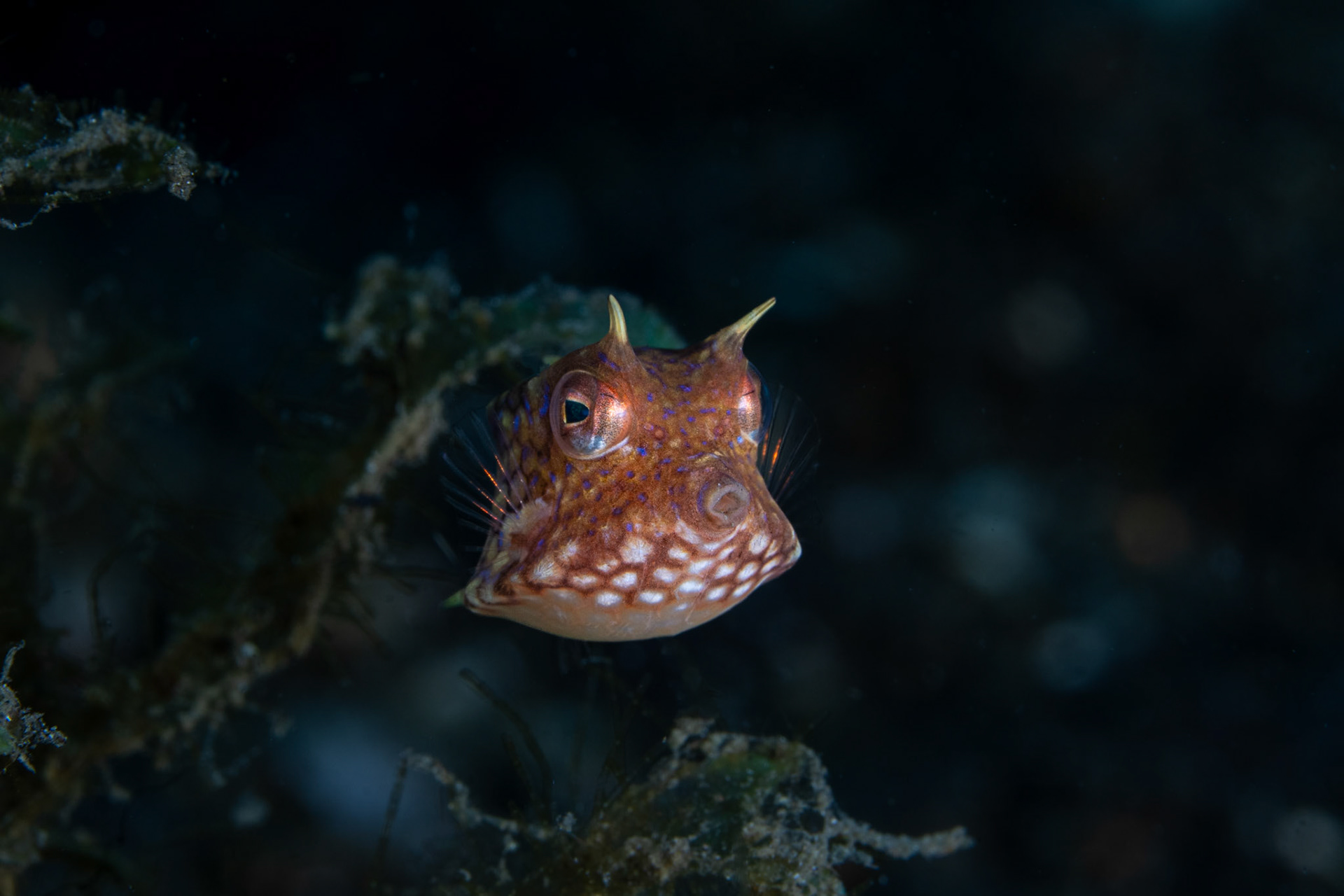 Juvenile Thornback Cowfish