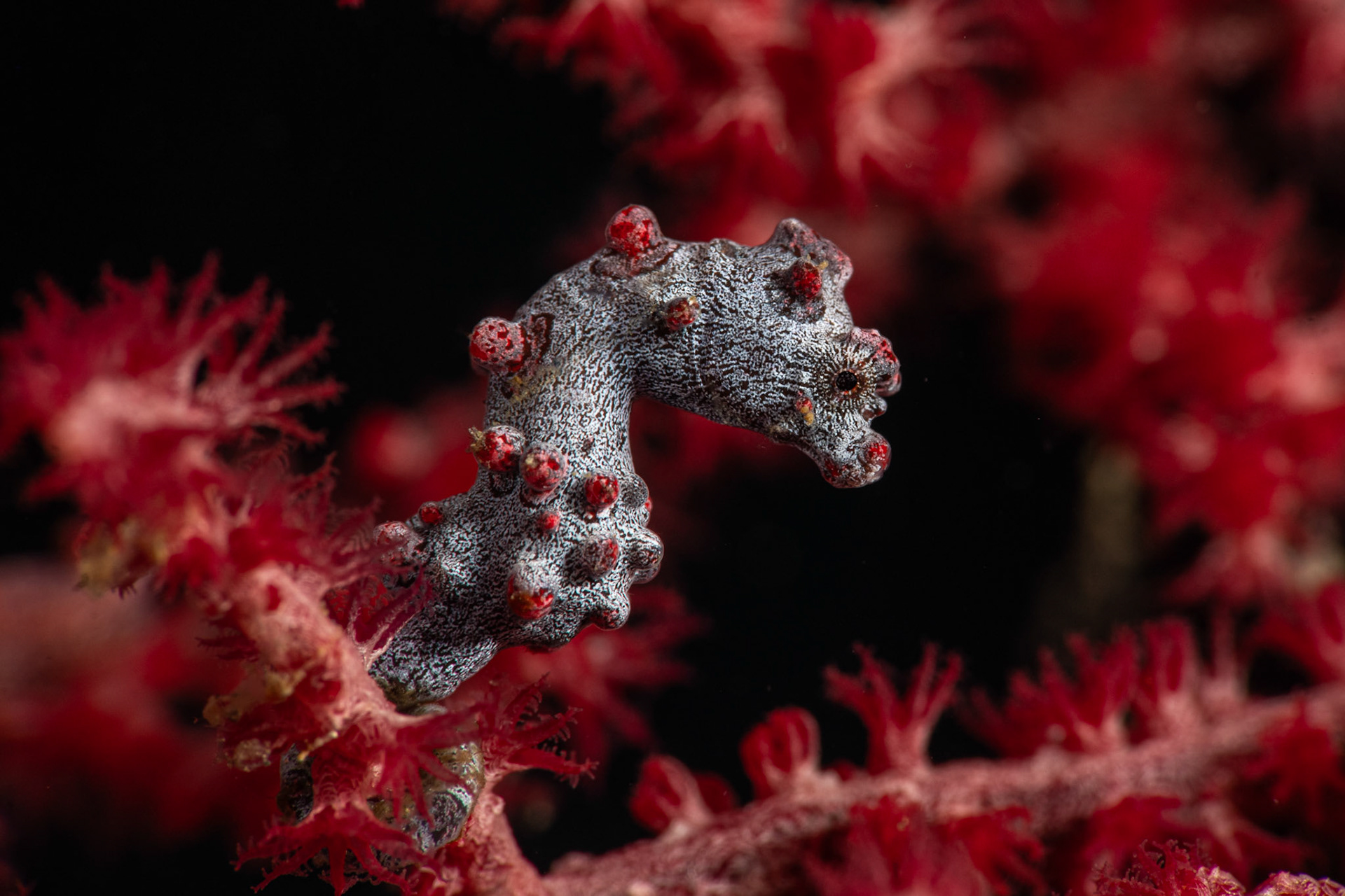 Bargibant’s Pygmy Seahorse