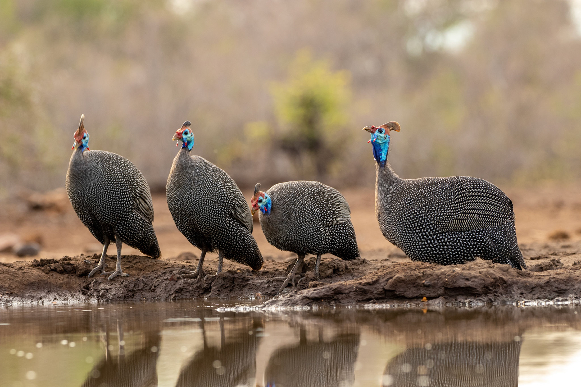 Helmeted Guinea Fowl
