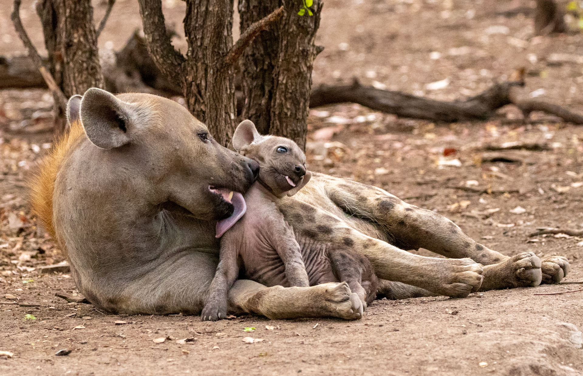 Hyena Mother and Cub