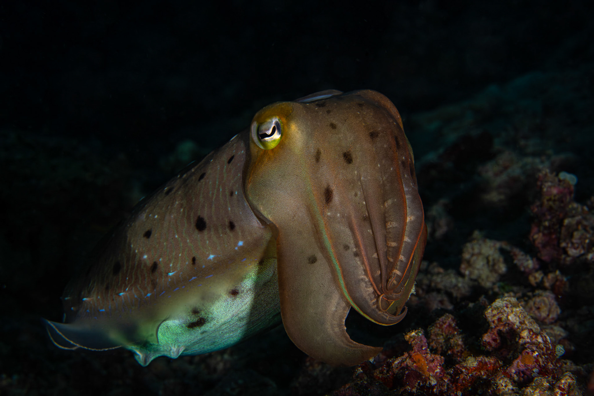 Cuttlefish