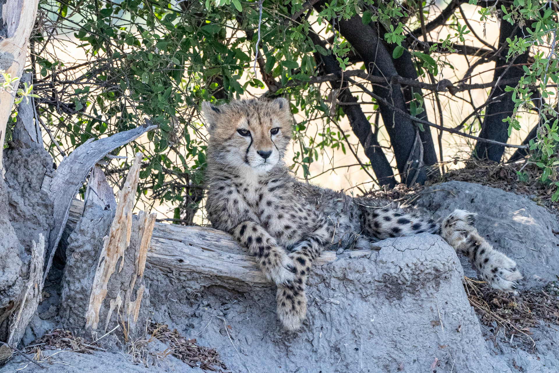 Cheetah cub