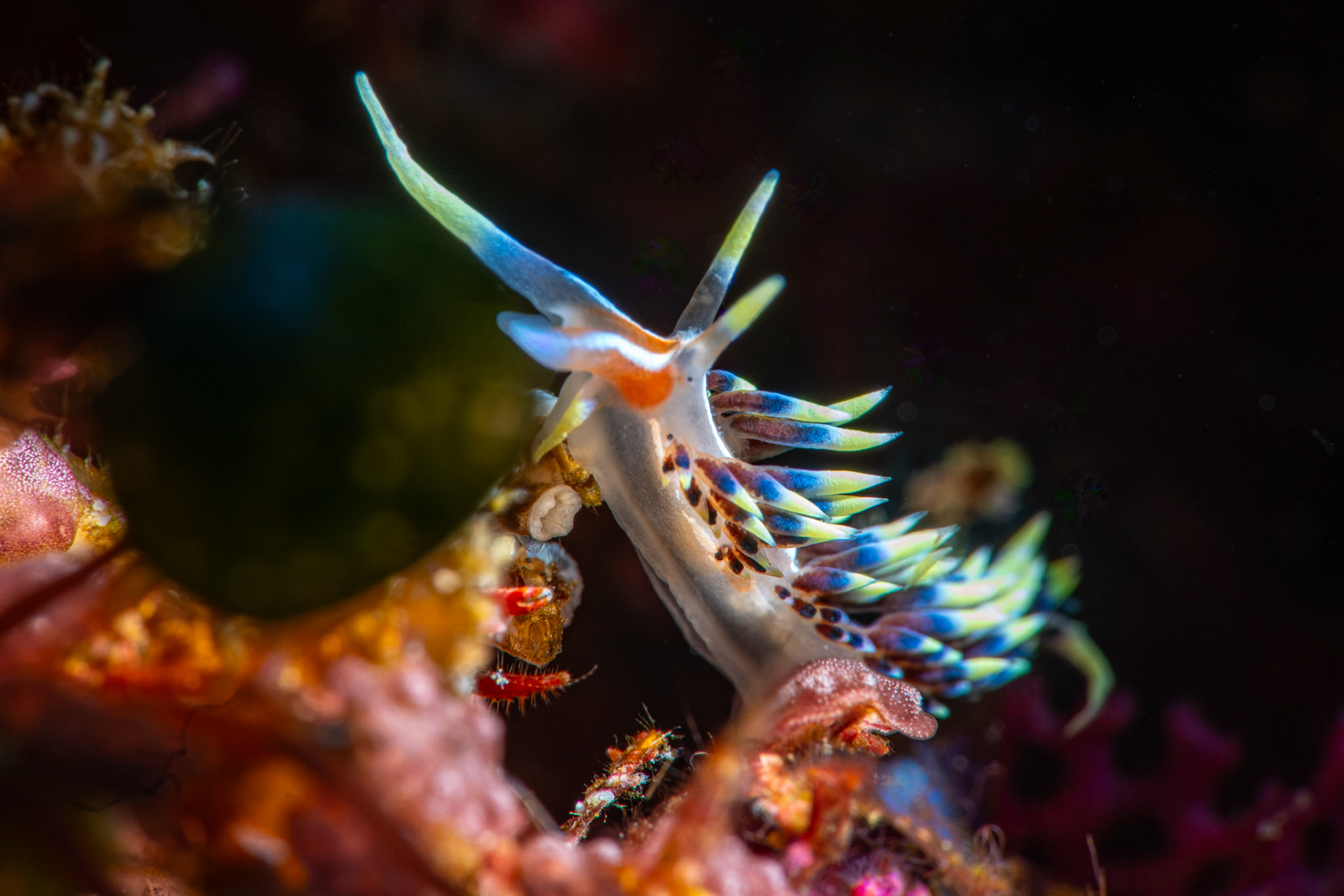 Nudibranch Phidiaria Indica