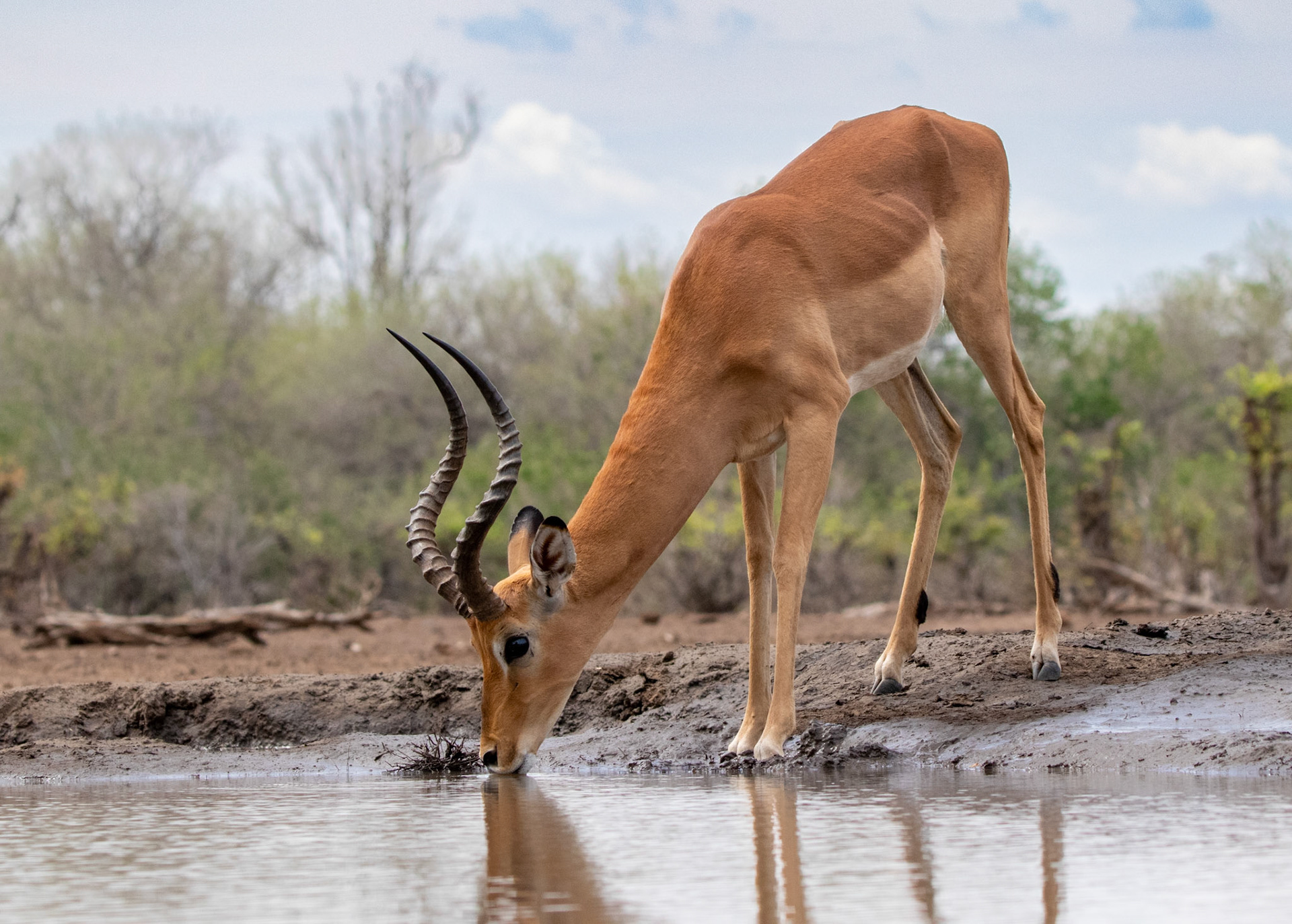 Impala