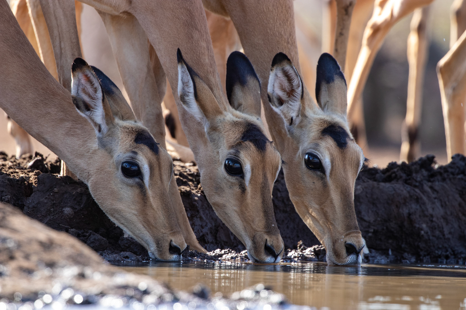 Impala