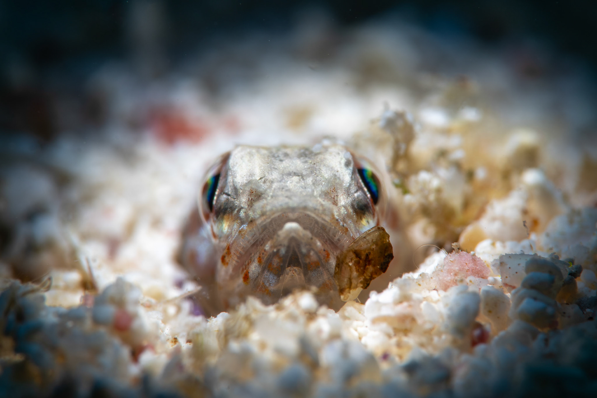 Juvenile lizardfish