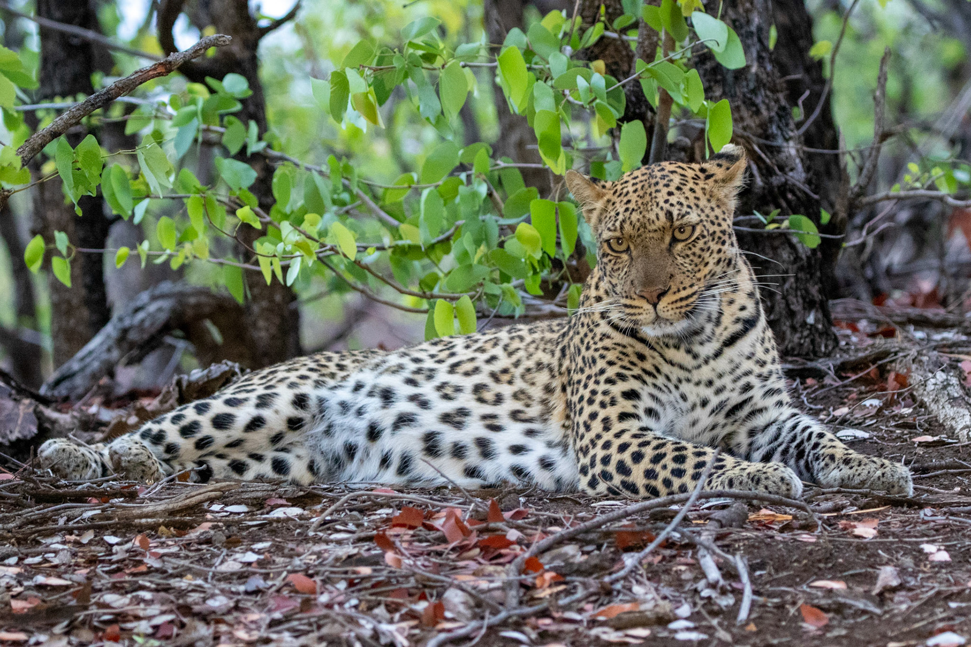 Leopard