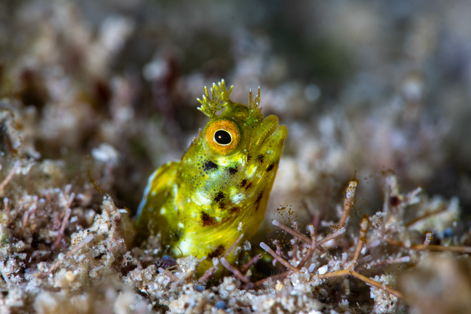 Roughhead blenny