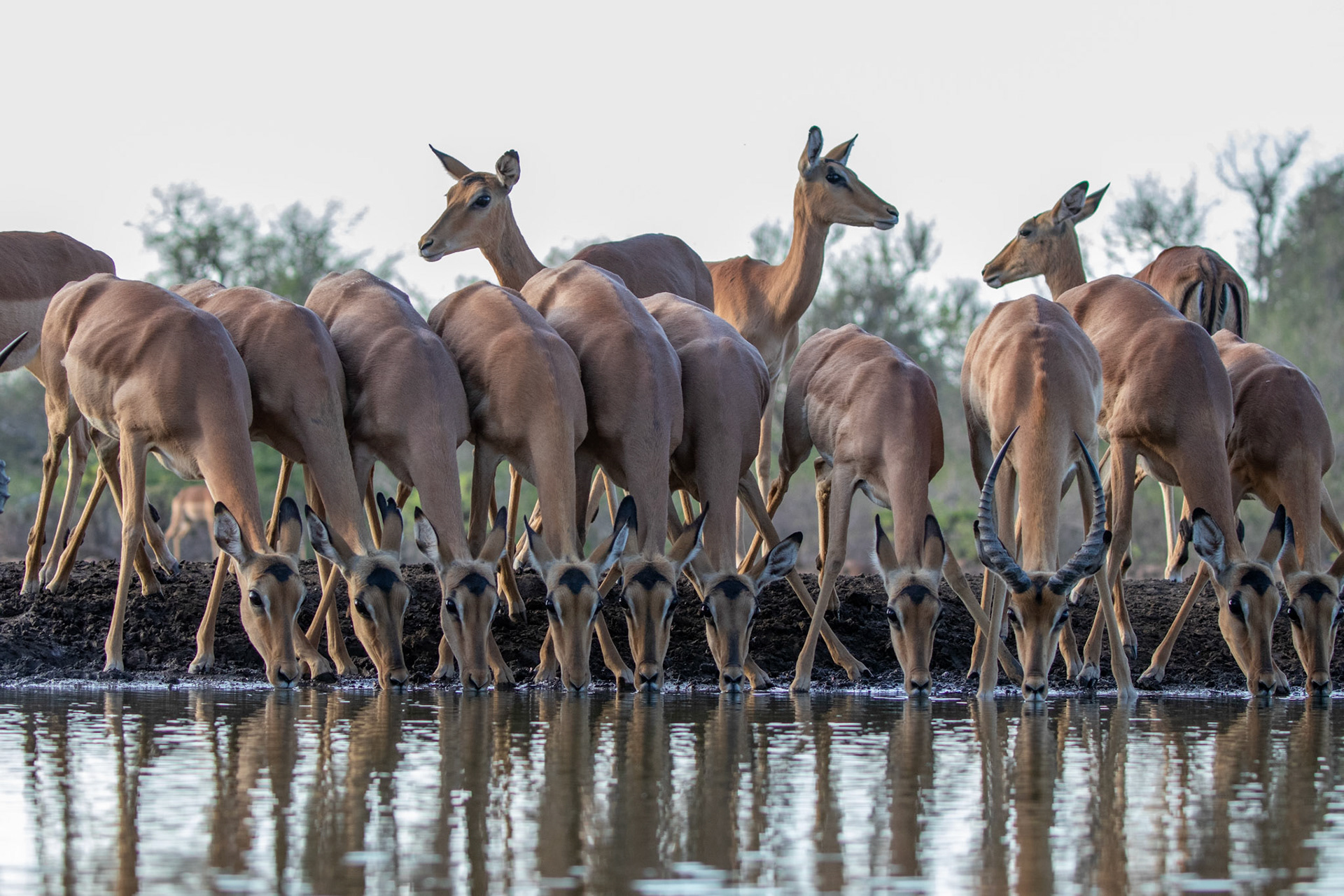 Impala