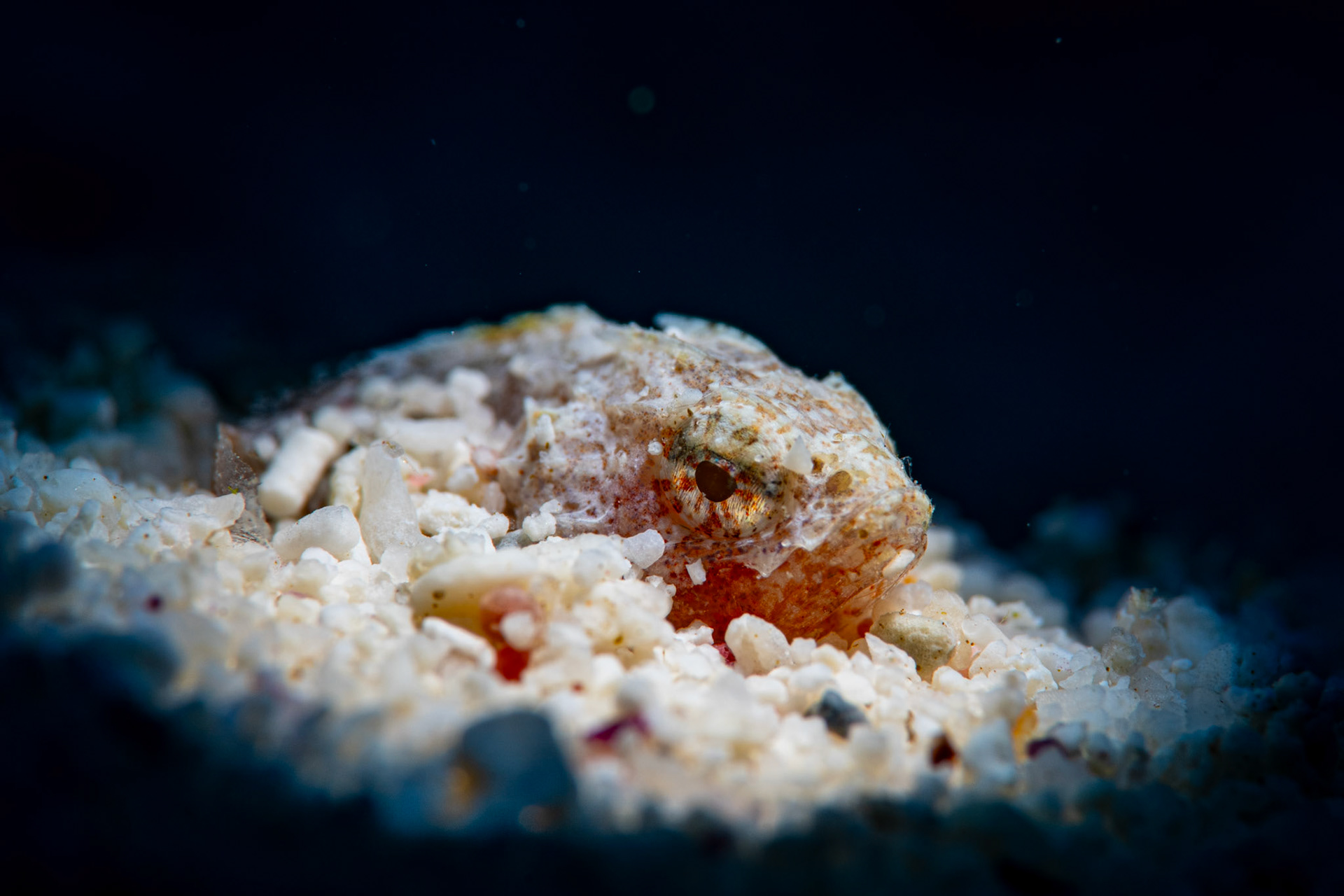 Mushroom scorpionfish