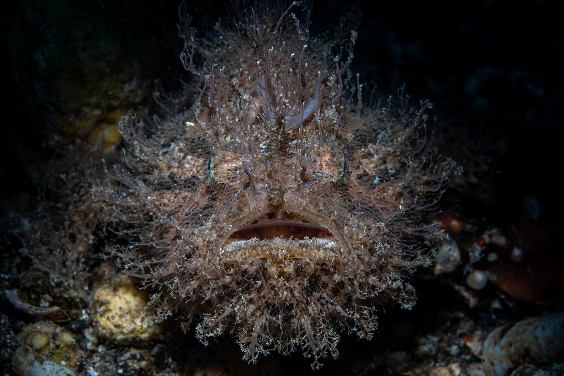 Hairy Frog Fish (striated, hairy version)