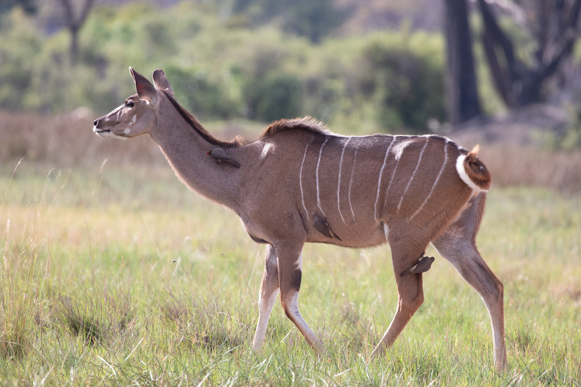 Greater Kudu
