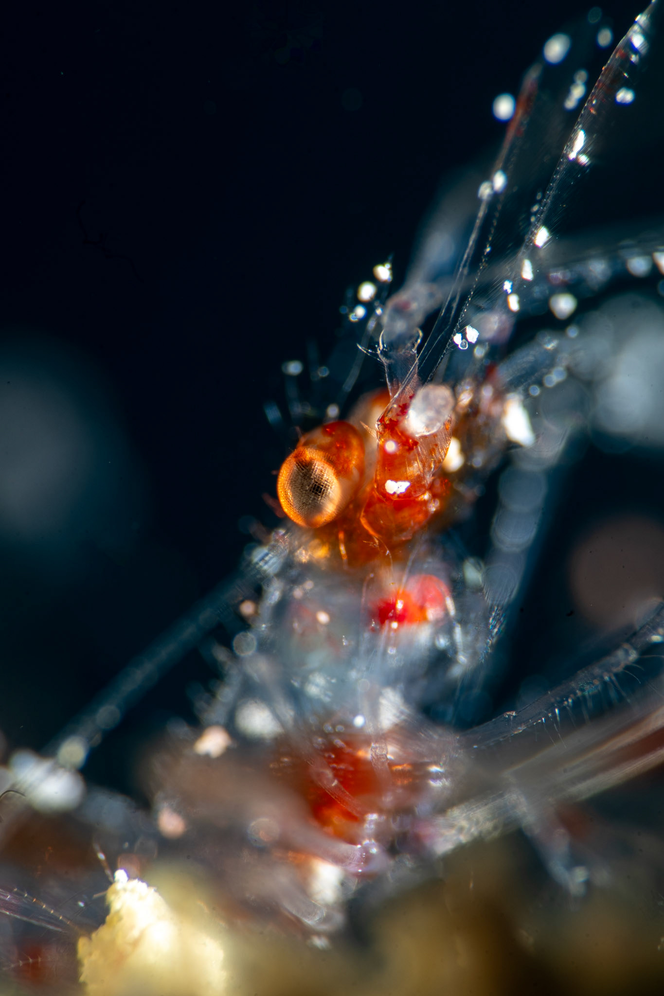 Close up of the eye of a Banded Coral Shrimp