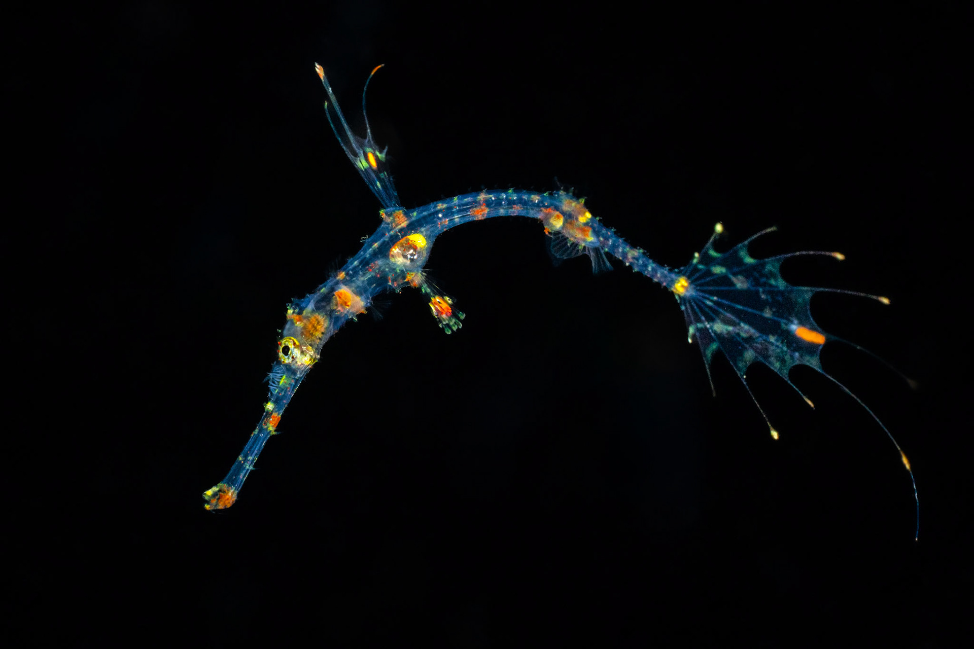 Juvenile Robust Ghost Pipefish