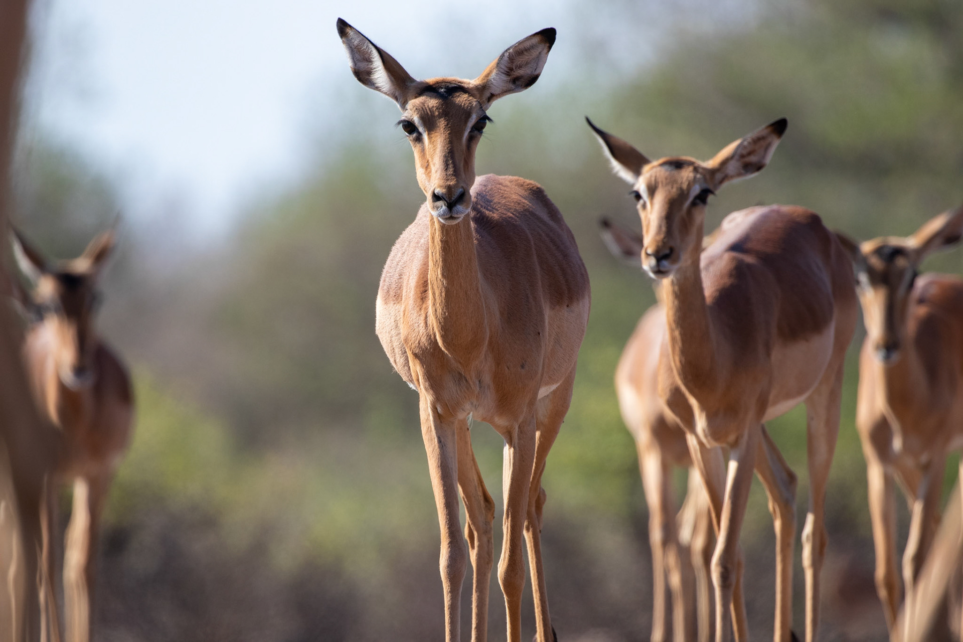 Impala