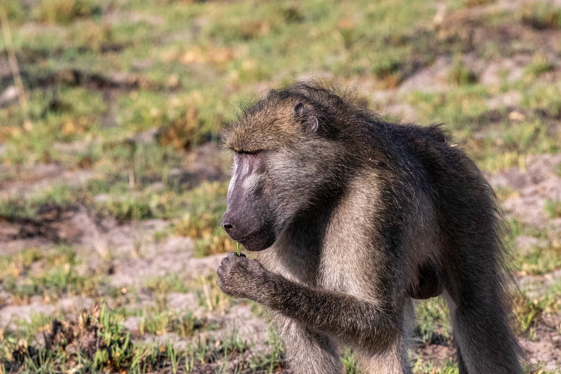 Baboon