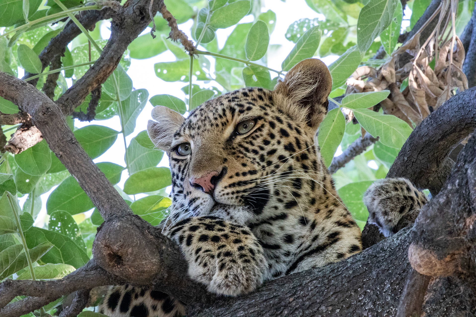 Leopard