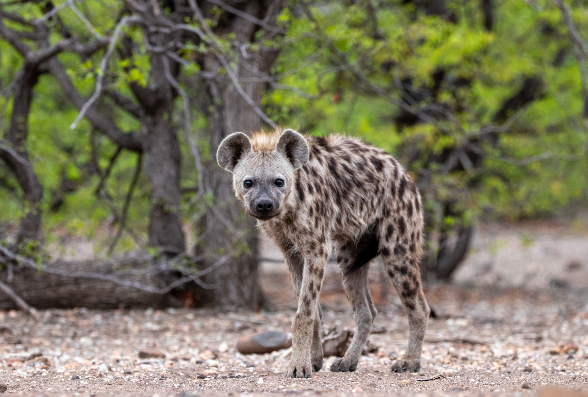Hyena