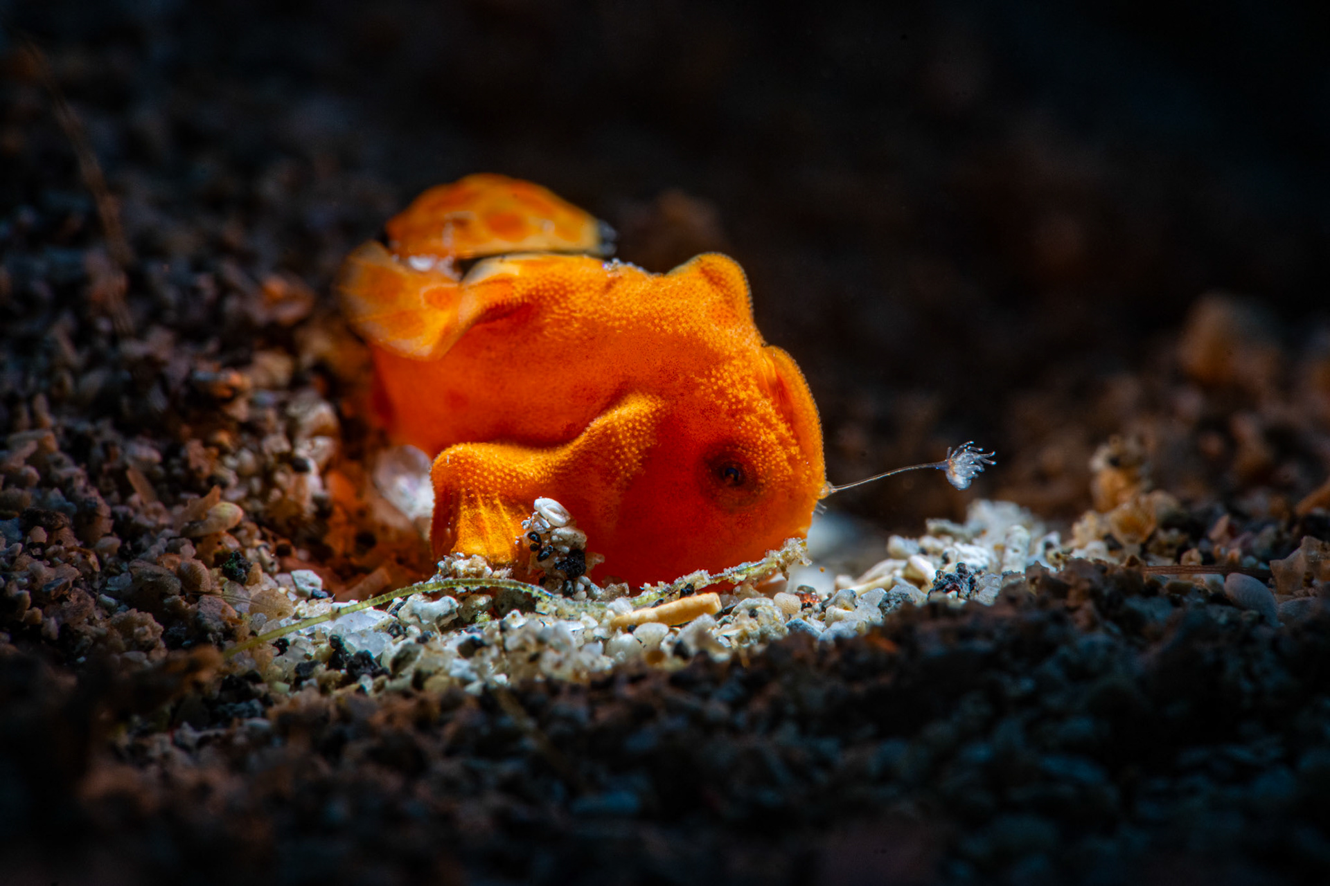 Juvenile Frogfish with 'lure' extended