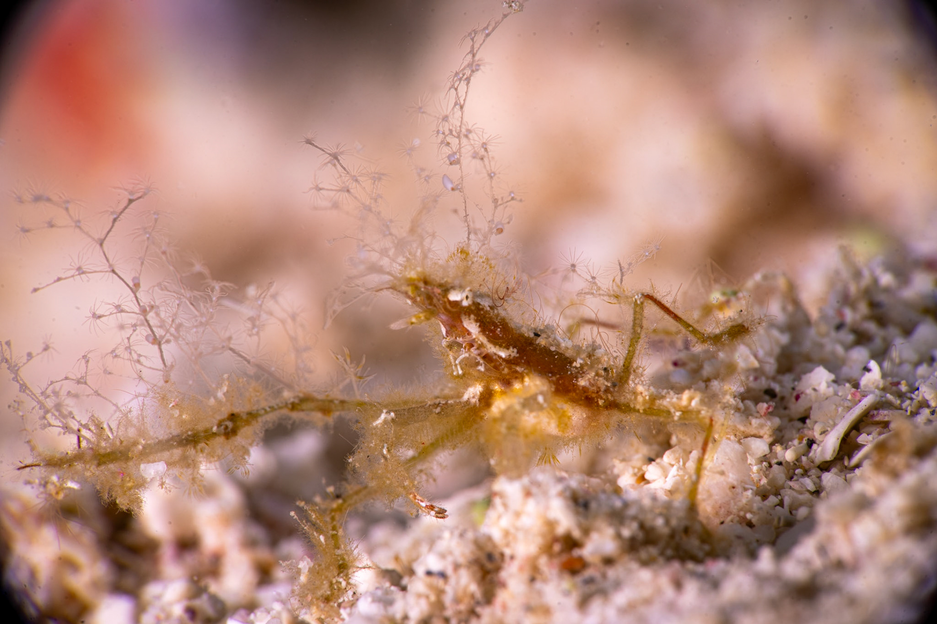 Tiny decorator crab