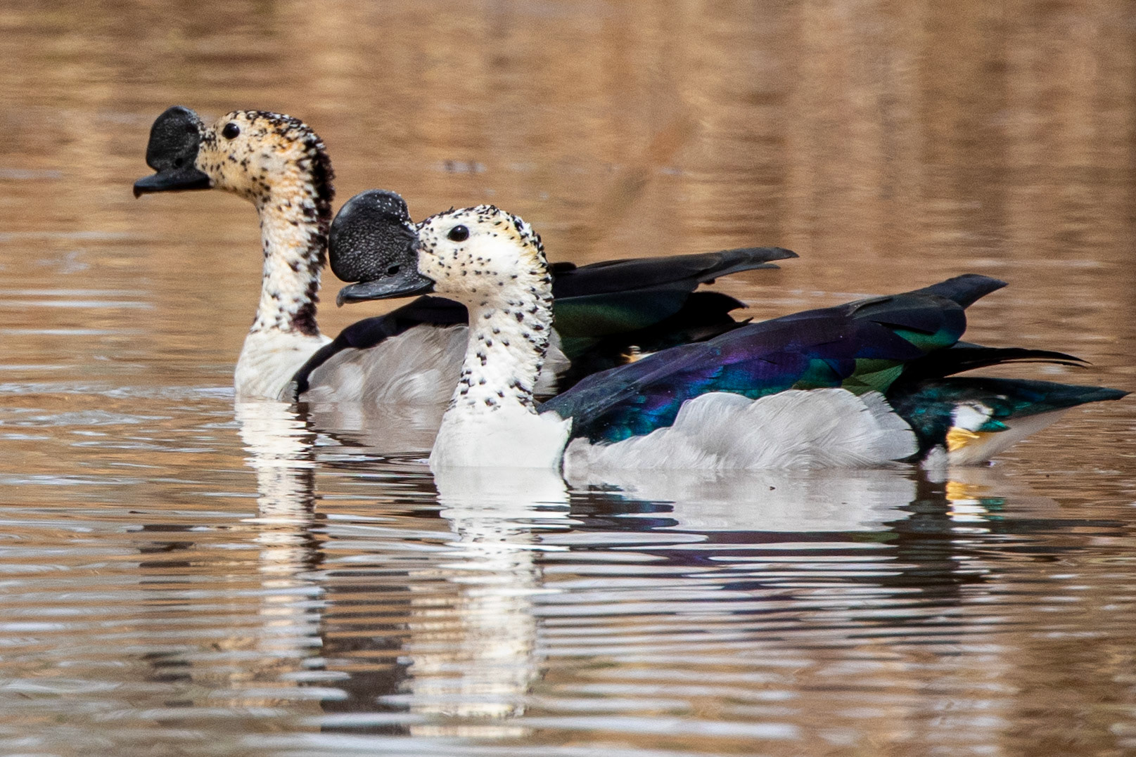 Knob Billed Duck
