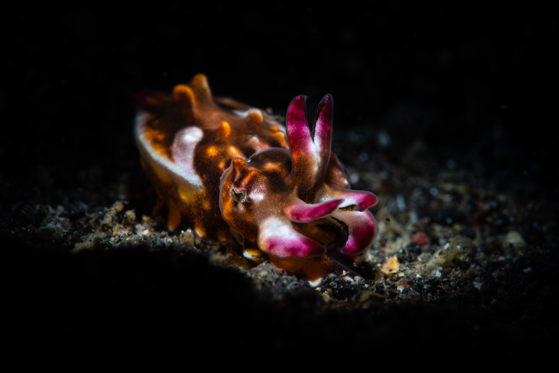 Flambuoyant Cuttlefish (ten minuted old)