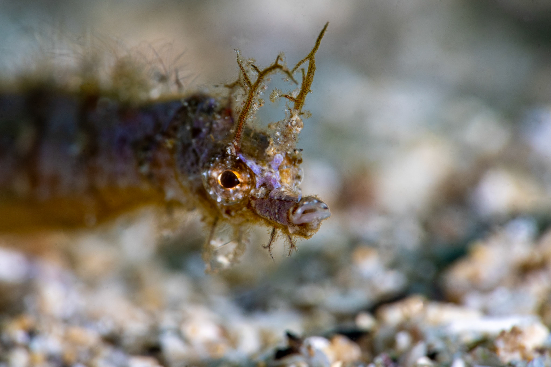 Pygmy Pipefish