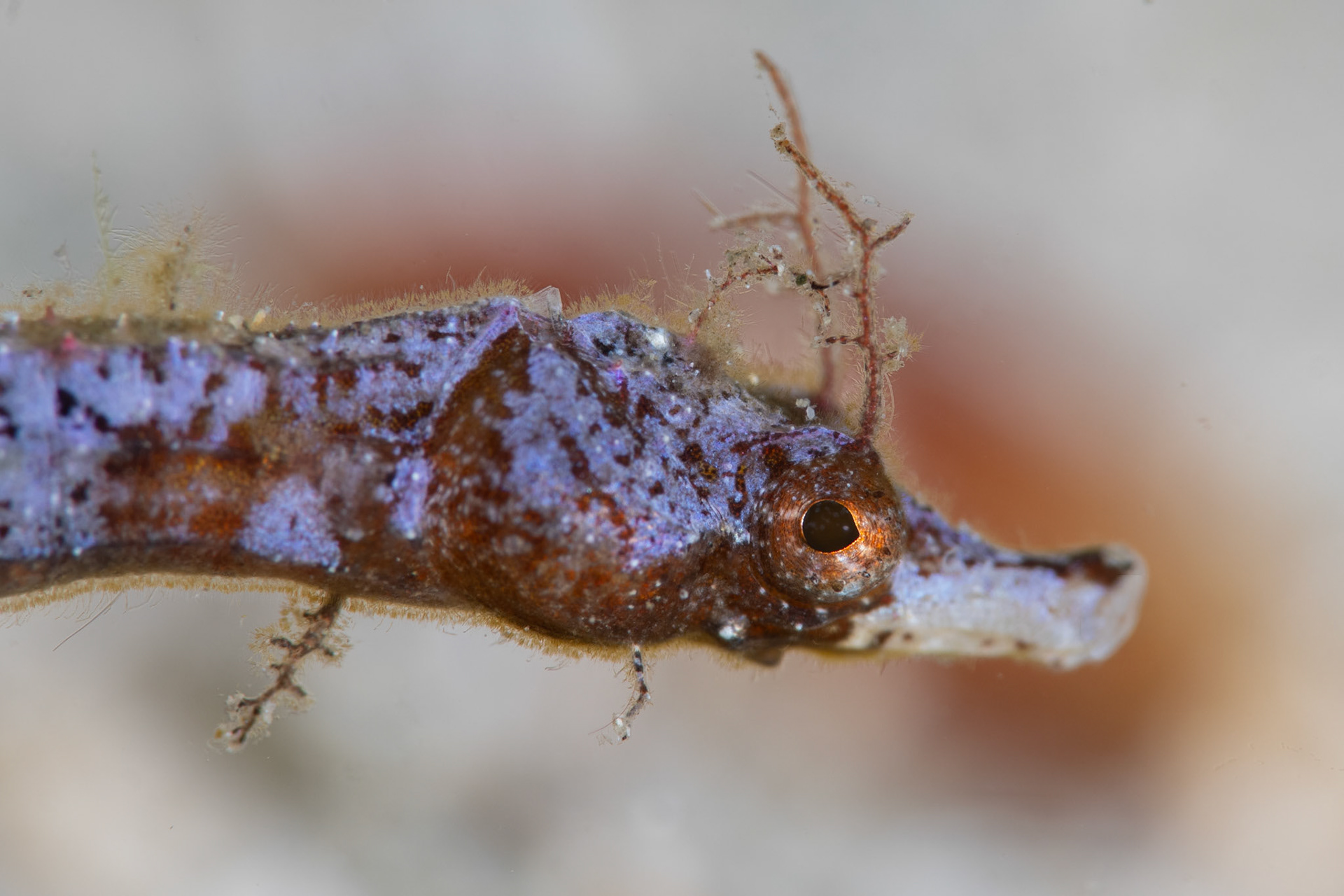 Pygmy Pipefish