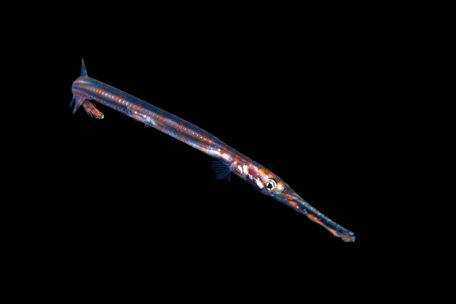 Coronet fish on Blackwater Dive