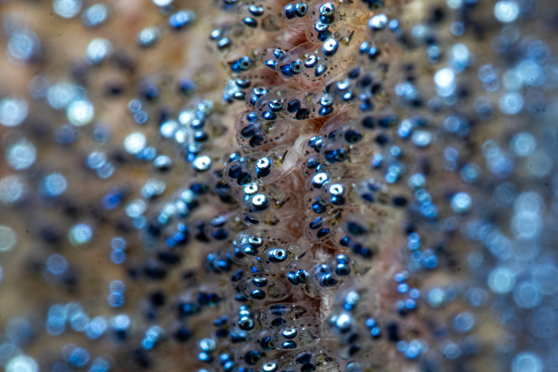 Damsel Fish eggs