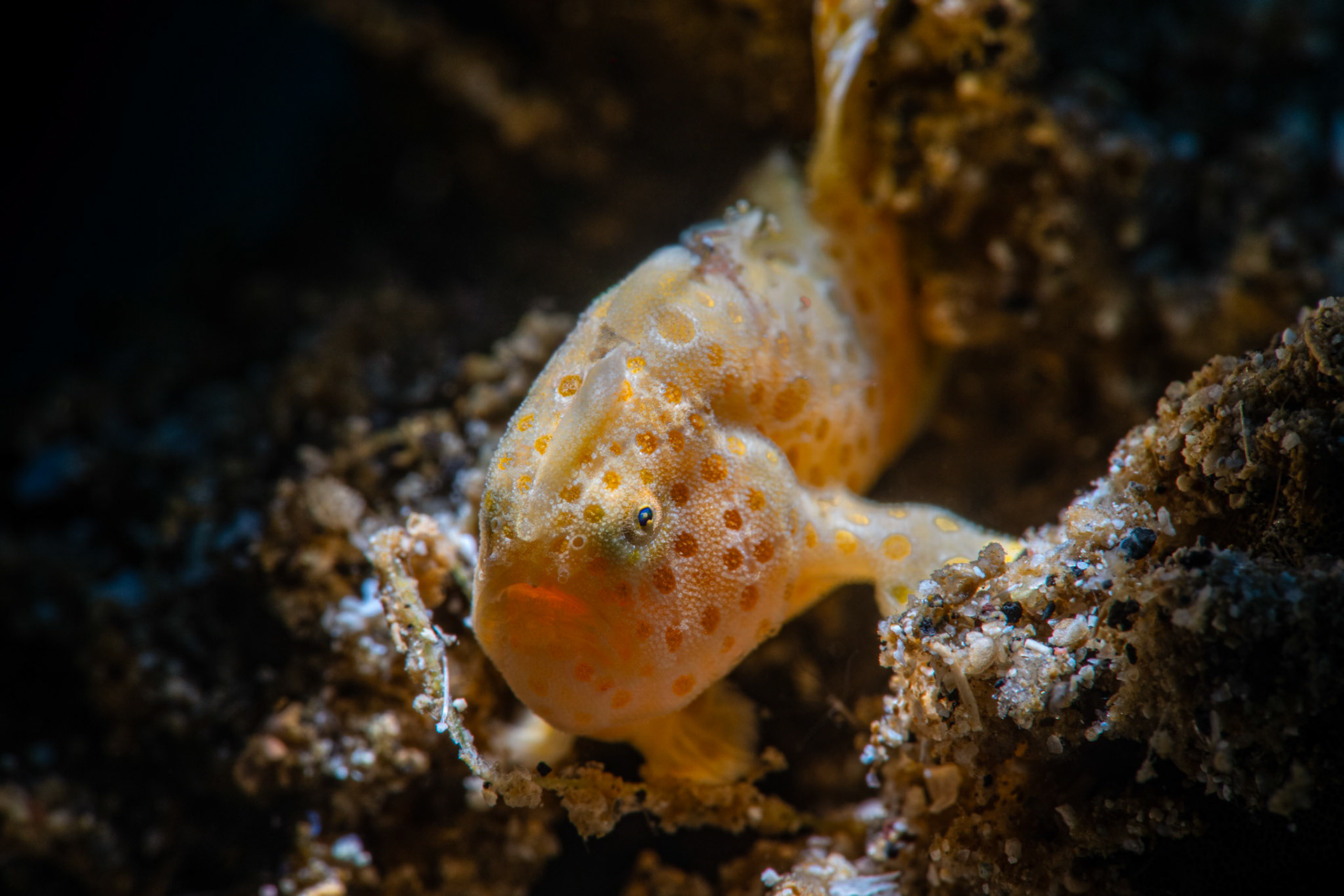 Orange Juvenile Painted Frogfish