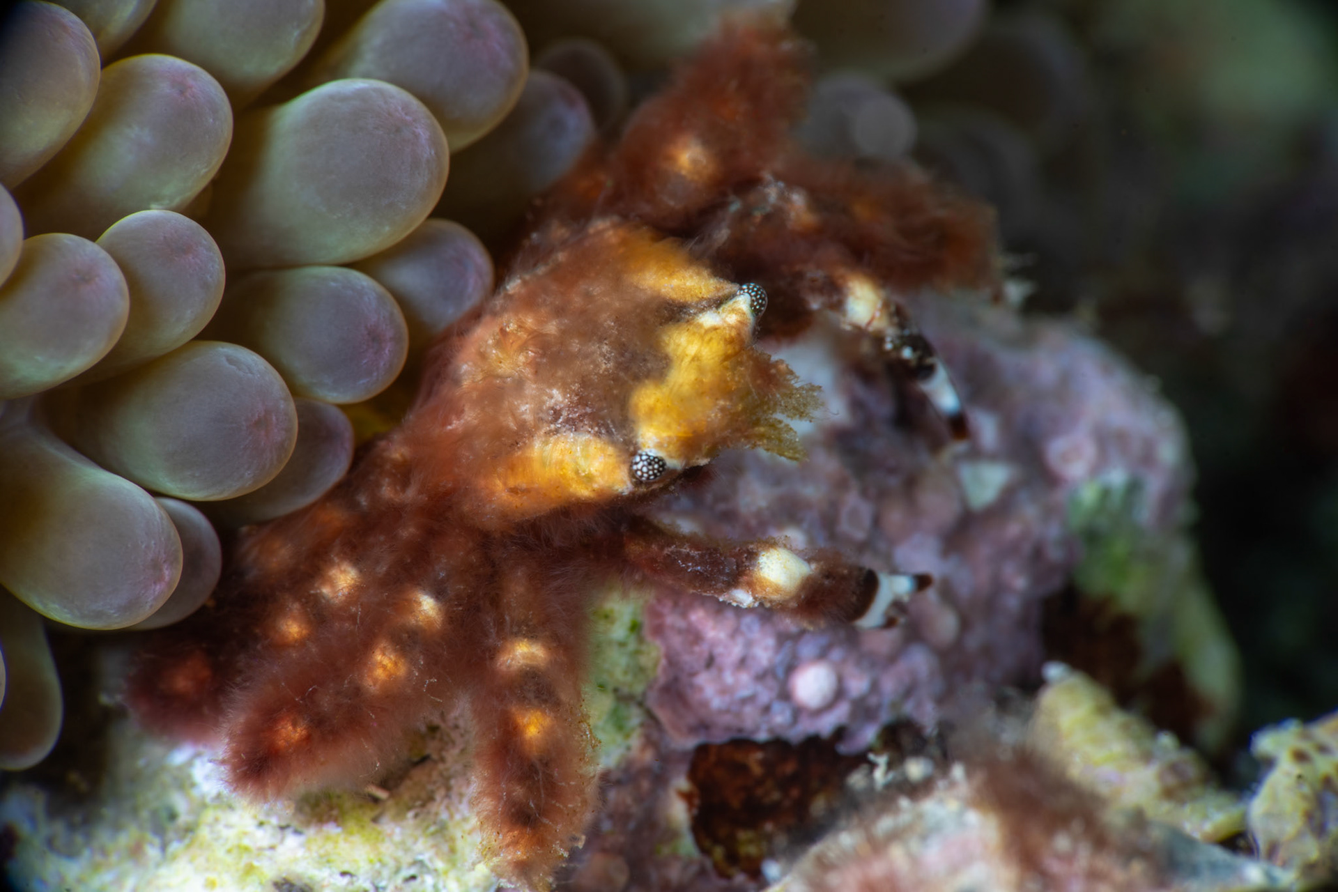 Banded Clinging Crab
