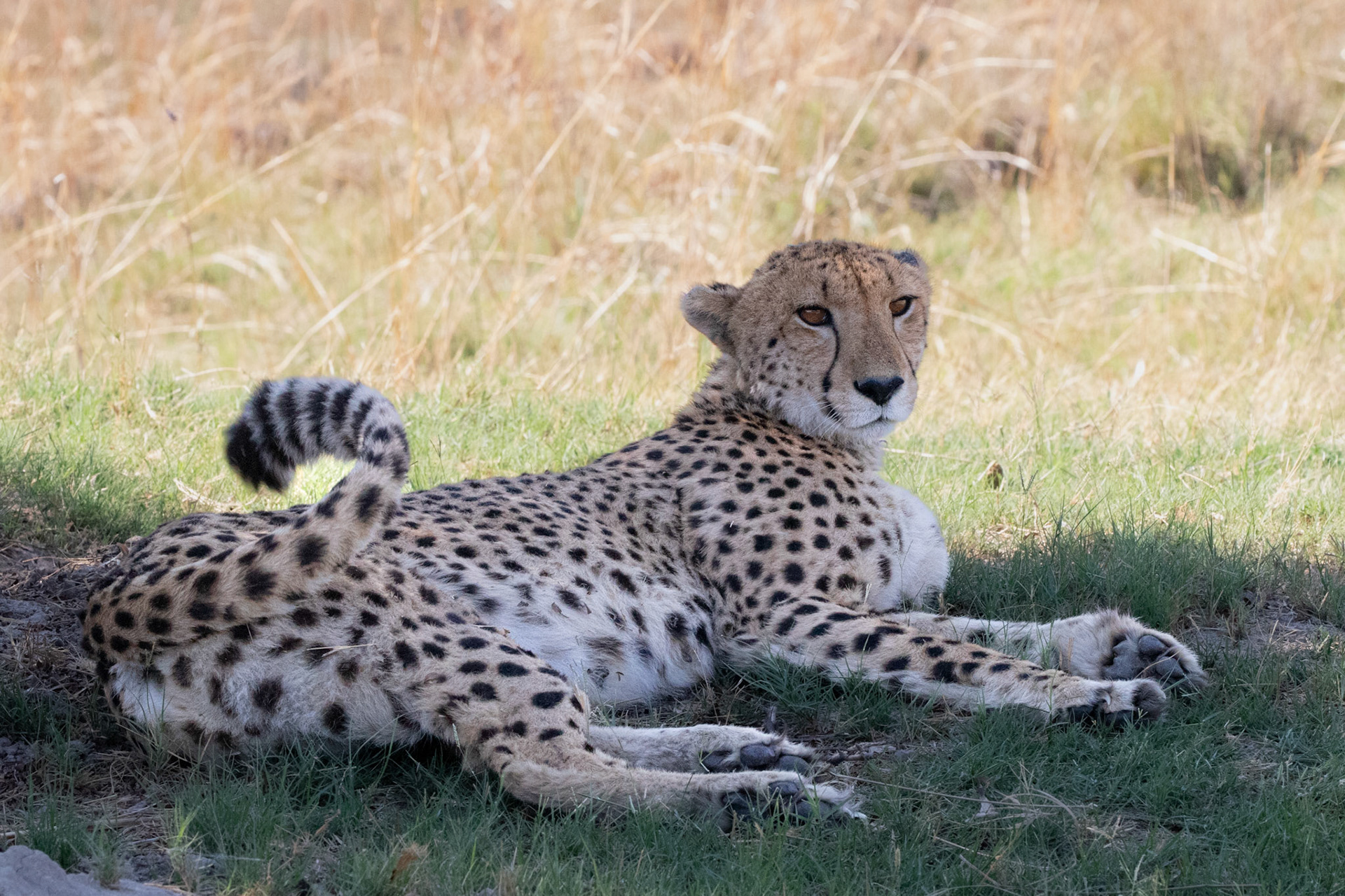 Cheetah
