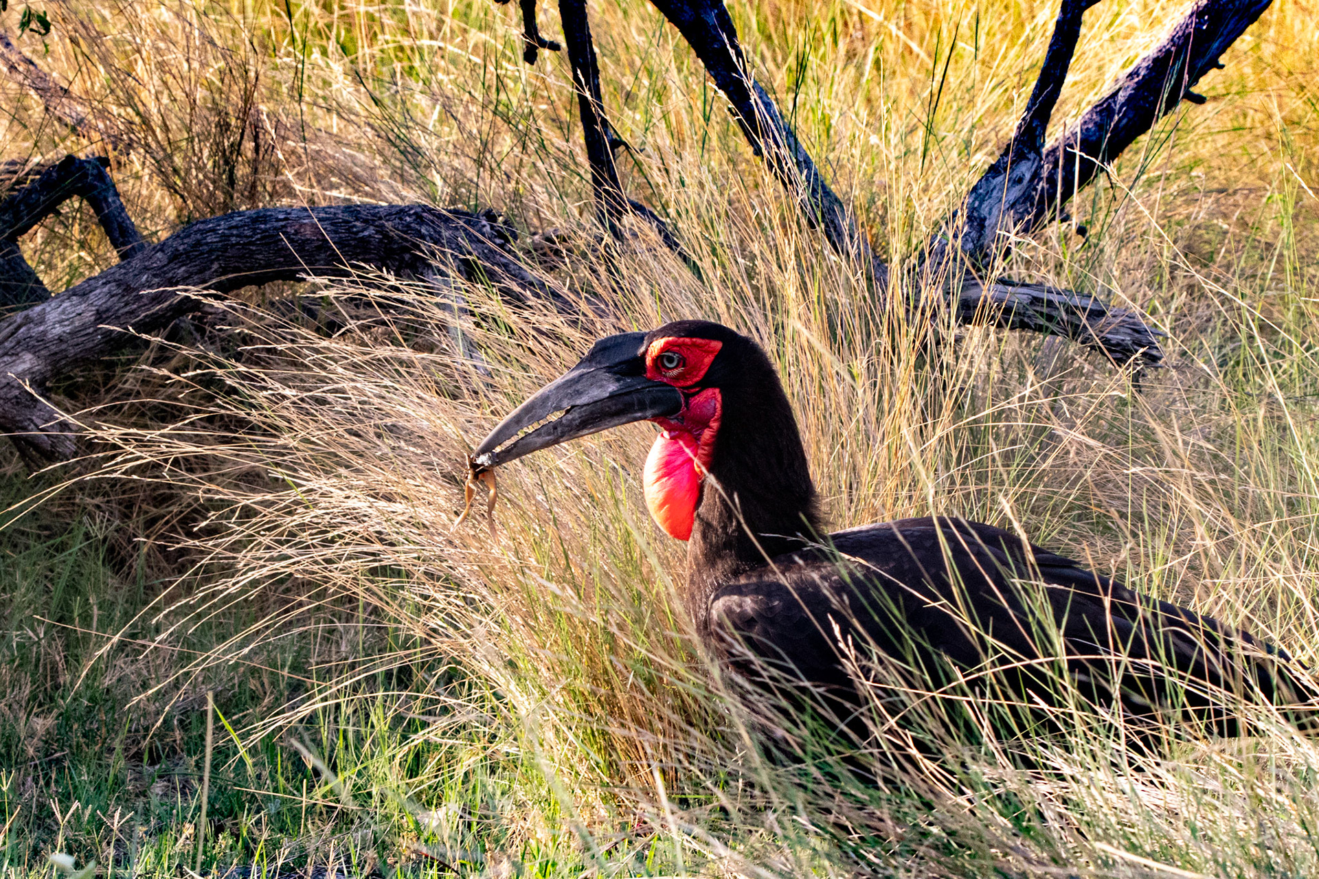 Southern Ground Hornbill with frog