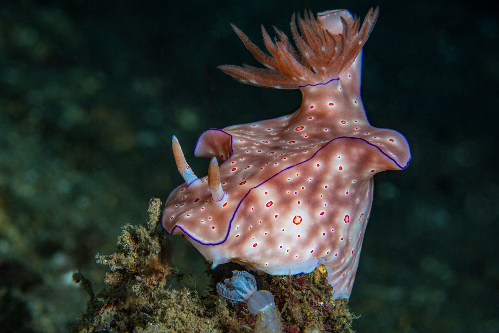 Nudibranch Ceratosoma trilobatum