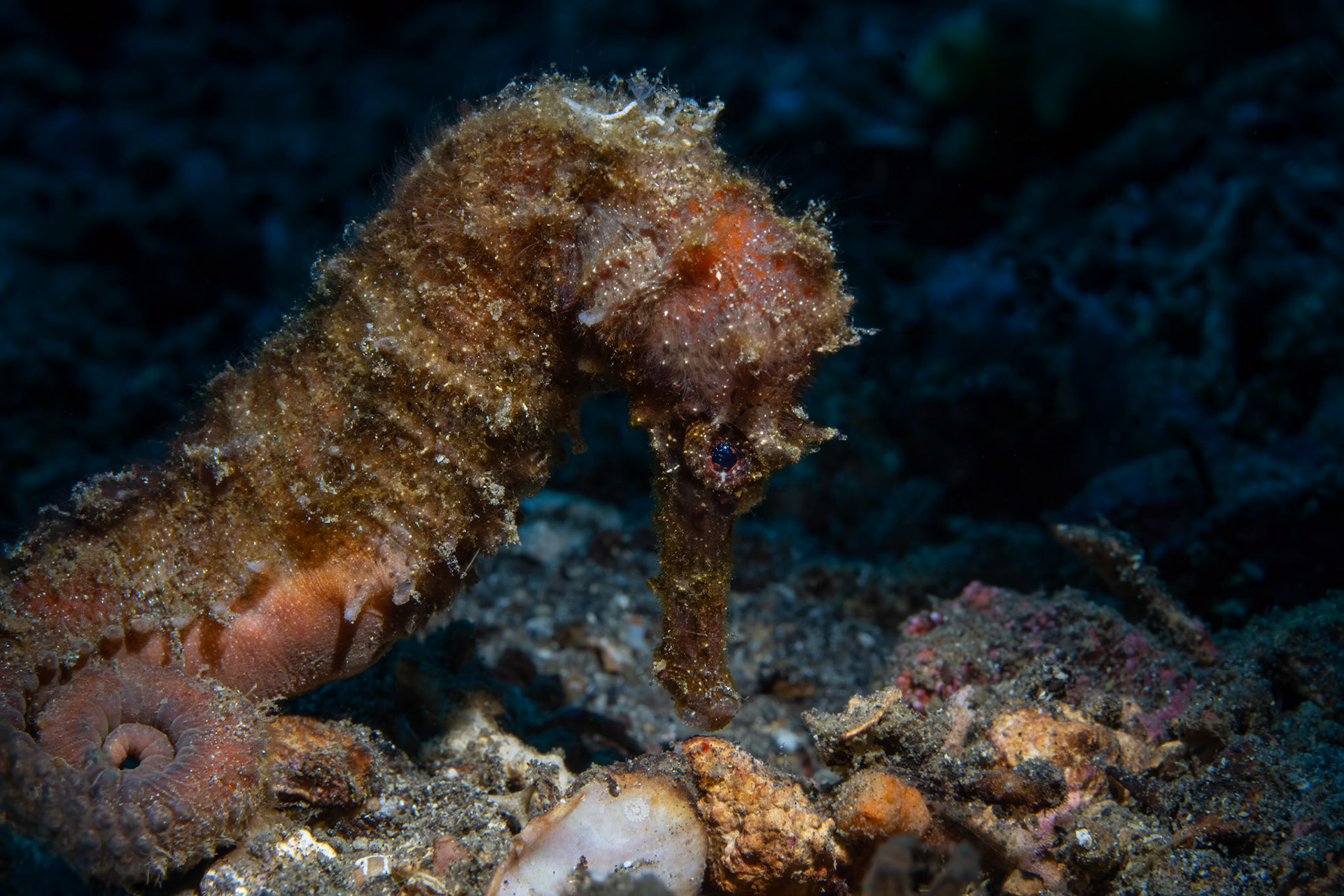 Common Seahorse
