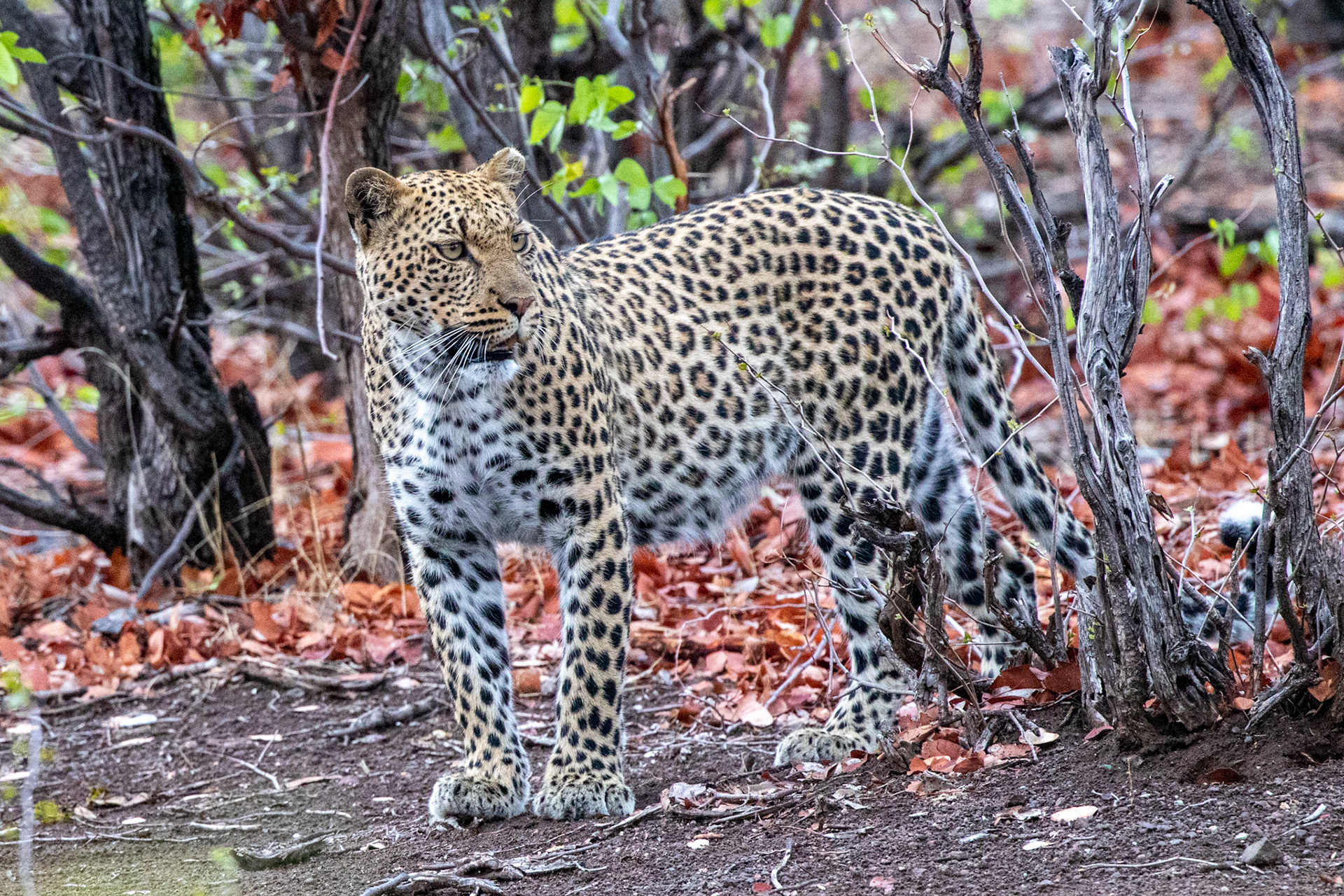 Leopard