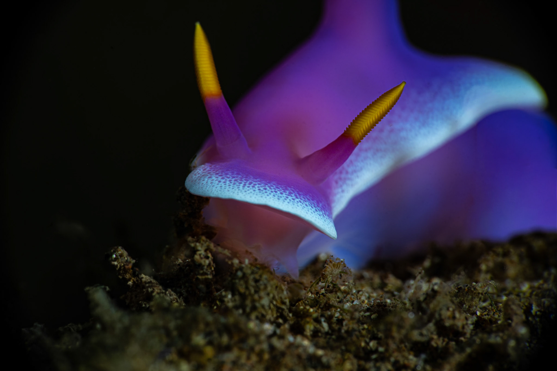 Nudibranch Hypselodoris Apoleg
