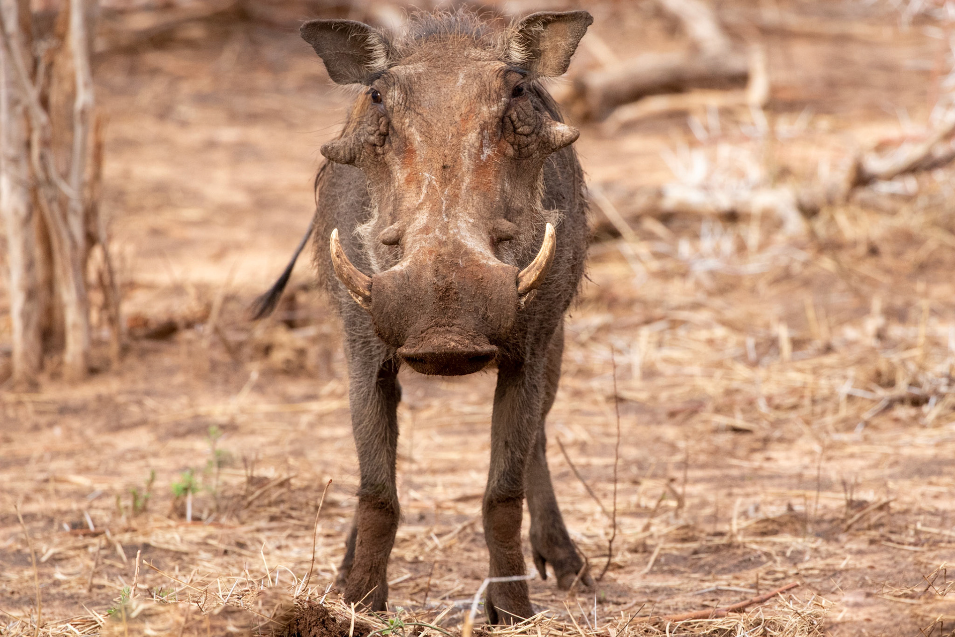 Warthog