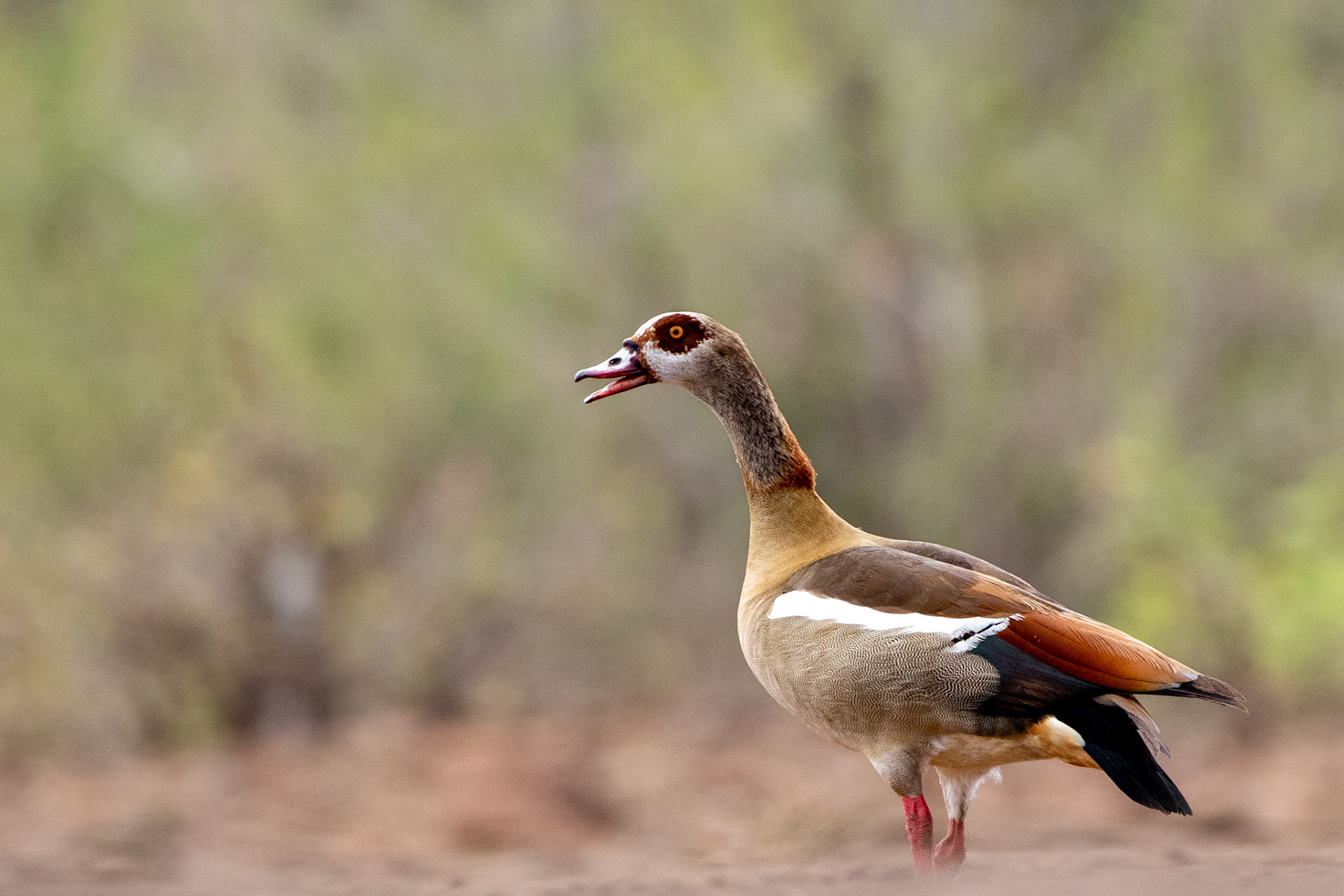Egyptian Goose