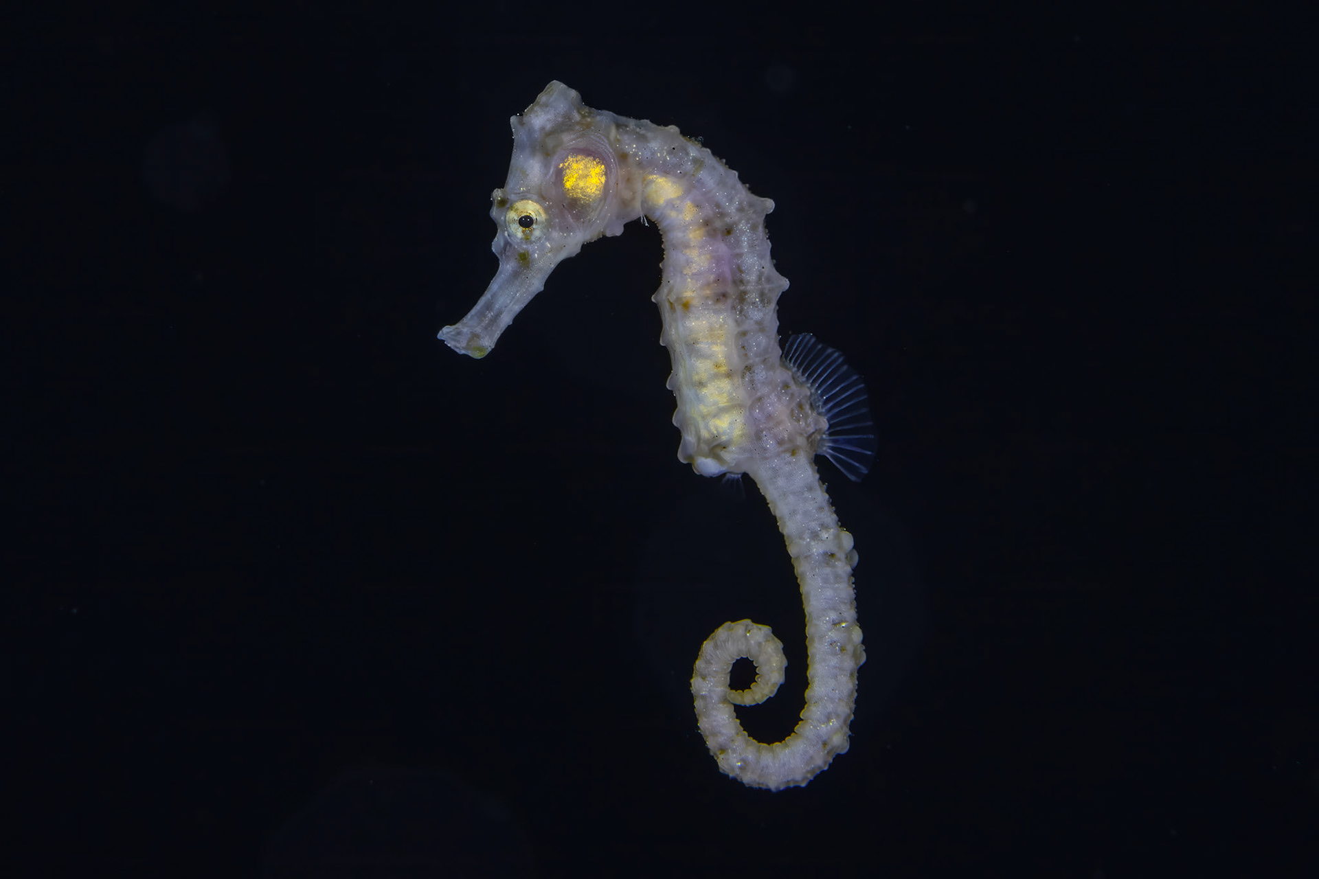 Seahorse on Blackwater Dive