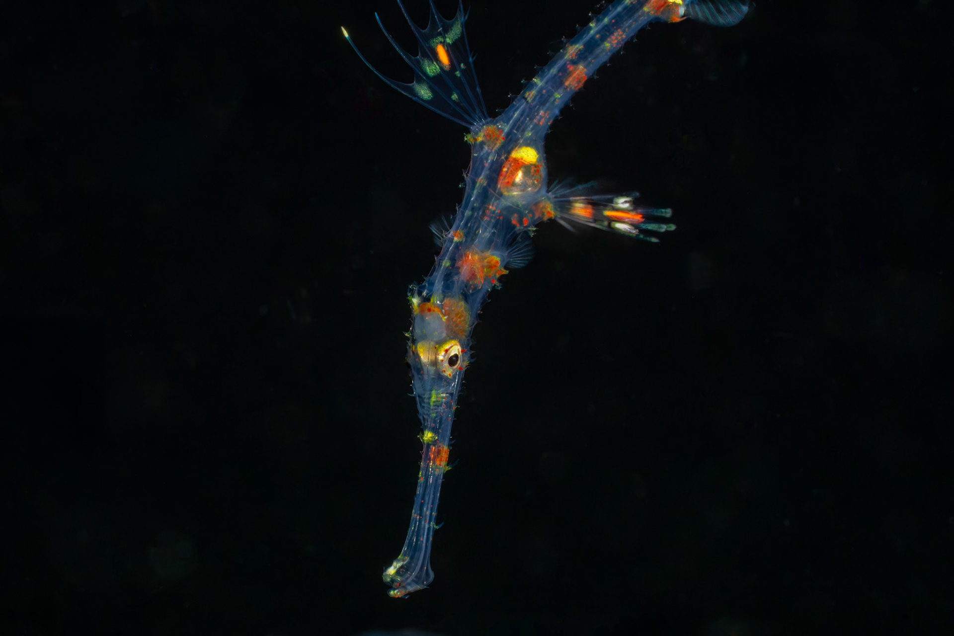 Juvenile Robust Ghost Pipefish