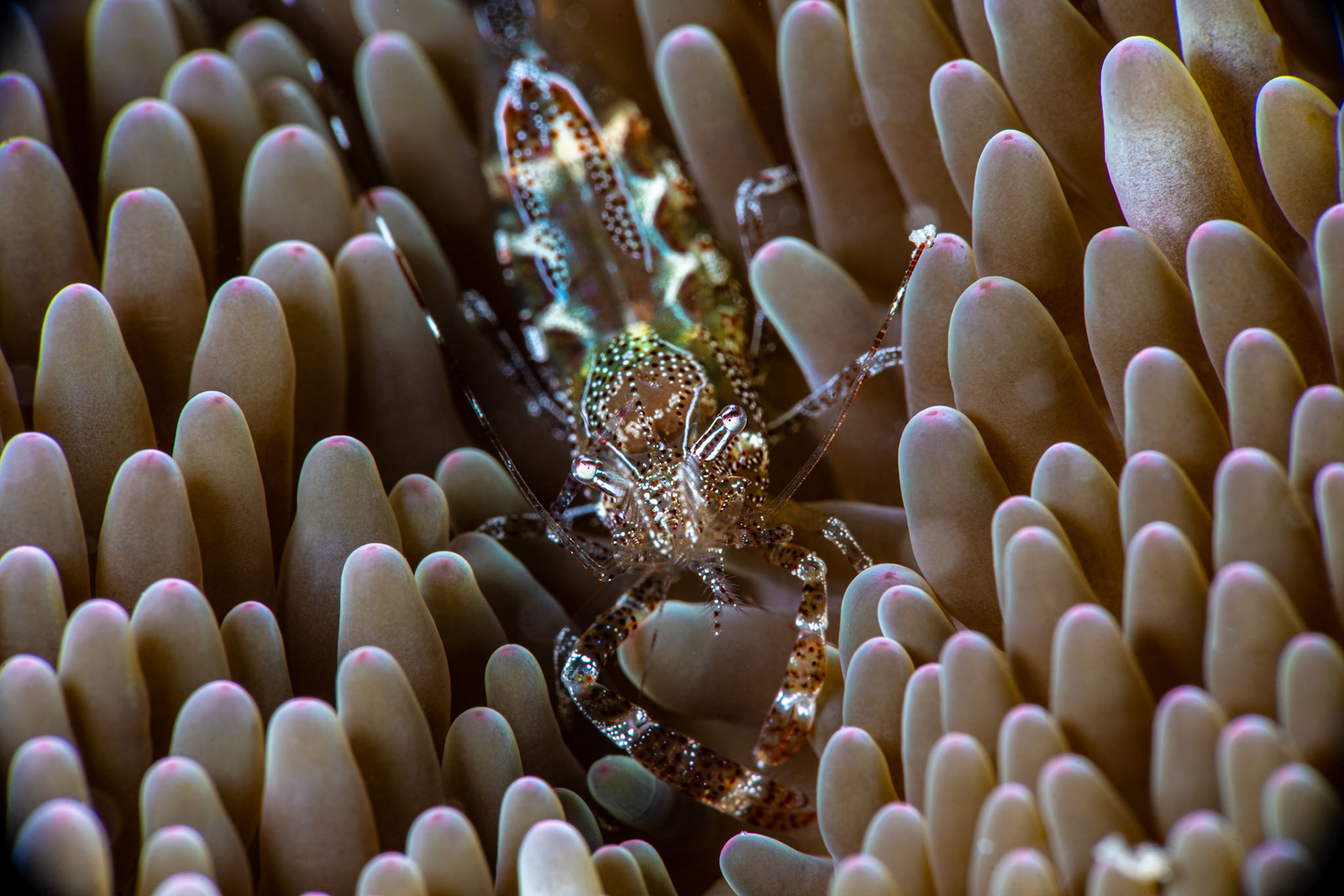 Shrimp on Sun Anemone