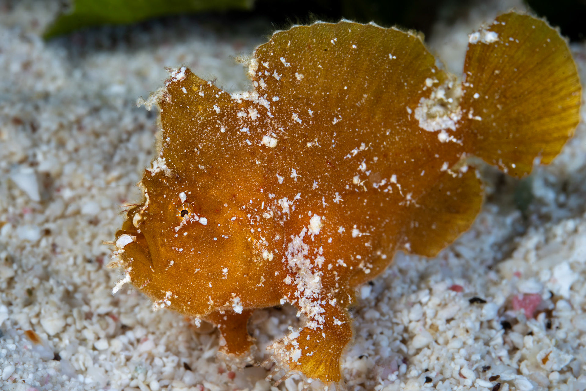 Frogfish
